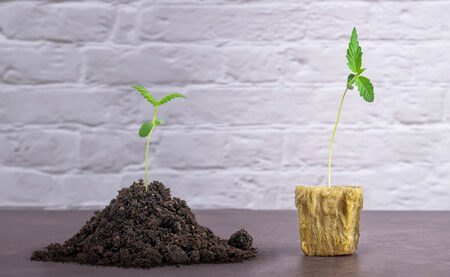Hydroponics vs. Soil: The Great Debate