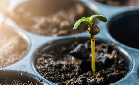 Myths and Truths About Seed Germination