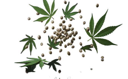 What’s New at Maharaja Seeds: A 2025 Preview