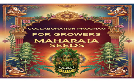 MAHARAJA SEEDS Launches Grower Collaboration Program!