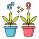 Feminized Seeds