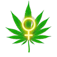 Feminized Seeds