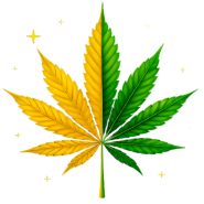 Hybrid Autoflower Seeds