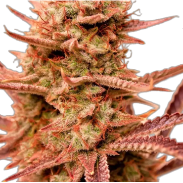 Auto Banaras Bliss...