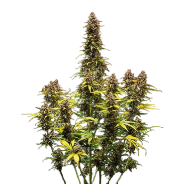 Auto Anant Sheesh...