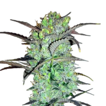 Auto Himalayan Fire...