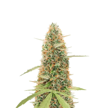 Auto Mowgli Breath...