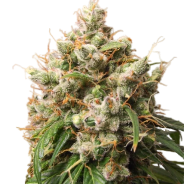 Auto Satrangi Sativa...