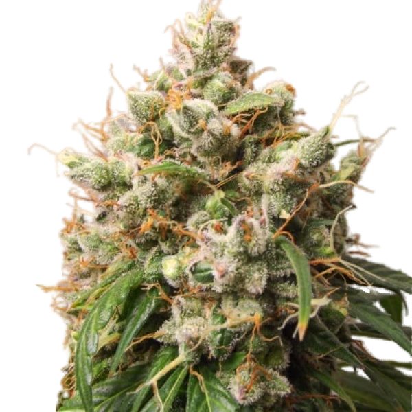 Auto Satrangi Sativa